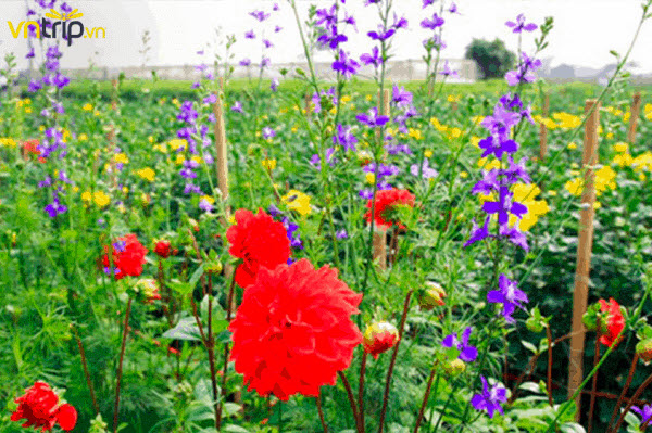 Mùa hoa ở làng hoa Tây Tựu vào ngày tết